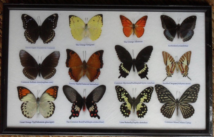 REAL 12 BEAUTIFUL BUTTERFLIES Collection Framed/BF16n
