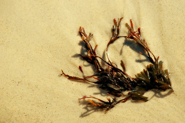 Remnants of a Mermaid's Garden (1) Photo Print 8x10