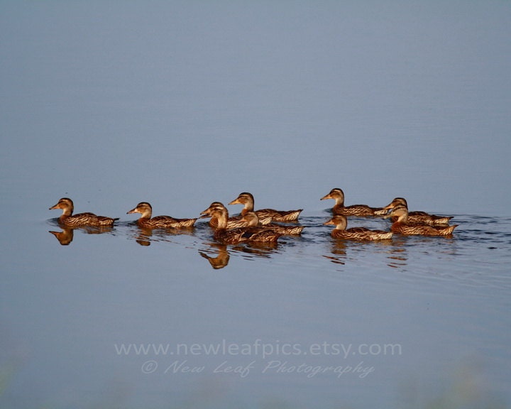 Ducks in a Row - Family outing, home decor, office decor, gifts for mom, nursery wall art, nature photography, 8x10 fine art print