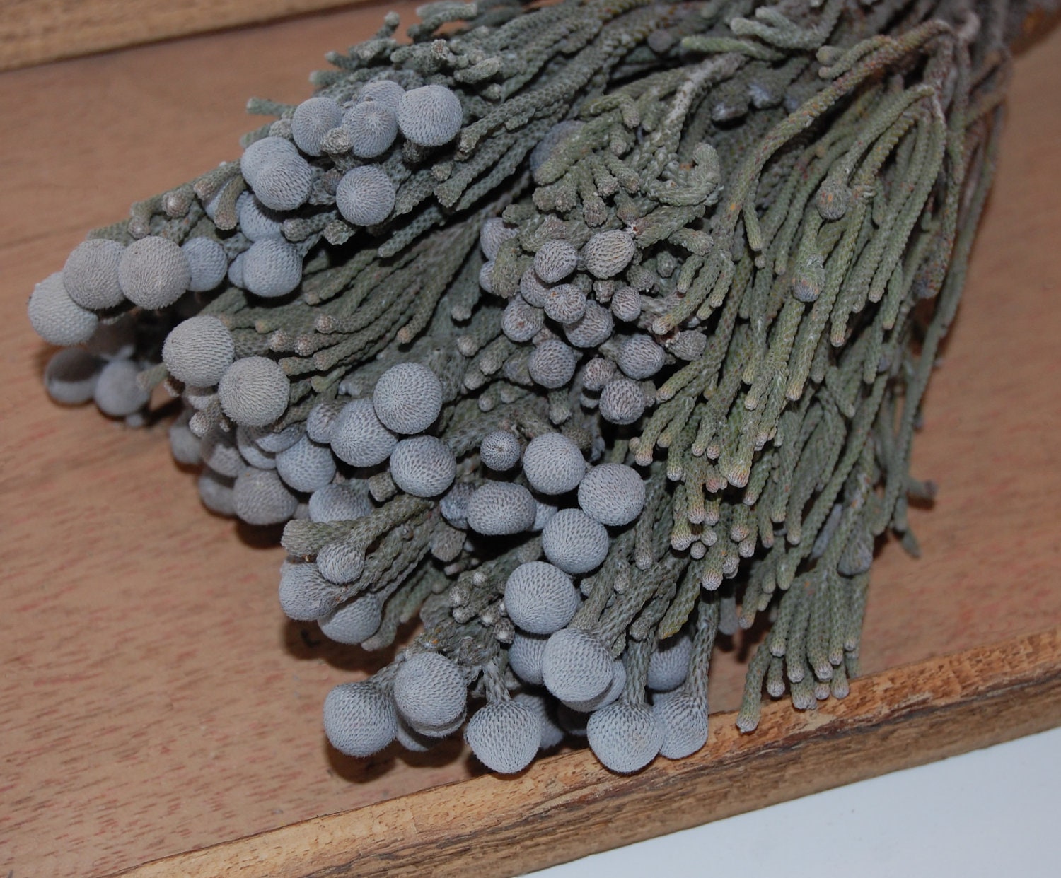 Dried Silver Brunia - Natural Stem