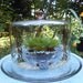 Moss Terrarium Cloche Moss Garden Upcycled