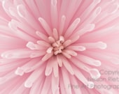 Soft Pink Spider Mum, Fine Art Photography, 8x12 Print, Macro Photograph, Flower Photo - NelsonRietzke