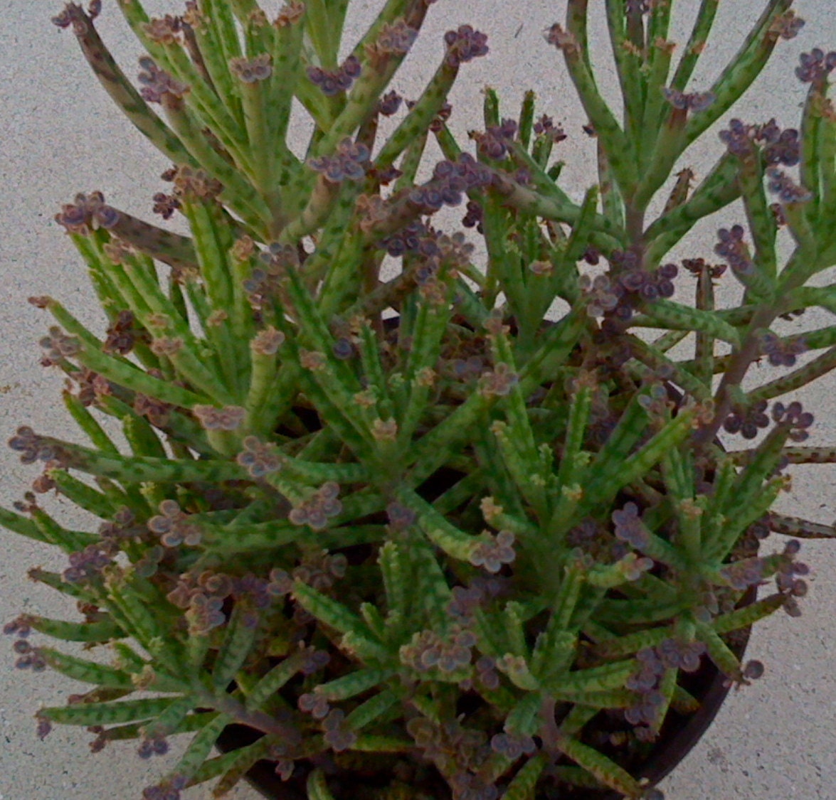 3 Large Succulent cuttings - Kalanchoe "Mother of Thousands" plant