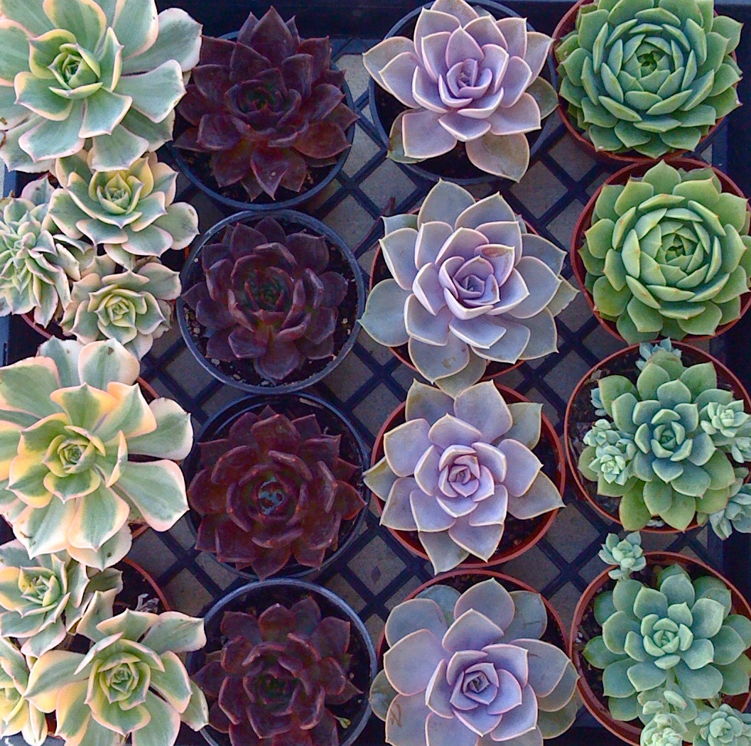 Large 4" SUCCULENT PLANTS, Succulent Wedding, Succulent Bouquet, Dish Garden