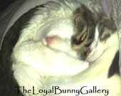 Hugging in a Hurricane Series Altered Photography JPG Files or Fine Art Prints SHIPS FREE