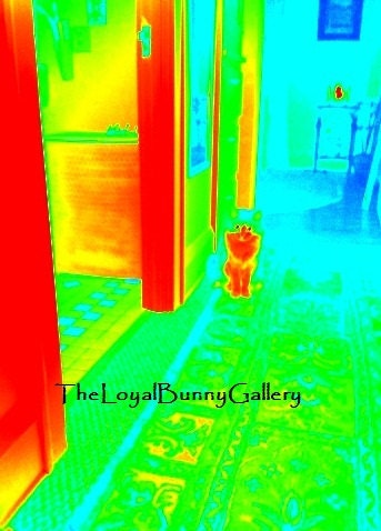 None Shall Pass Beware of Kitten Fine Art Print