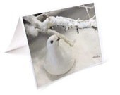 Dove Christmas Card Set, Winter Holiday Cards, Snow Photo Cards - HausofAriella
