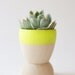 Mini Planters set of 4, Neon Pink, Orange, Purple and Yellow, wedding favors, Spring Decor, As seen in Country Living