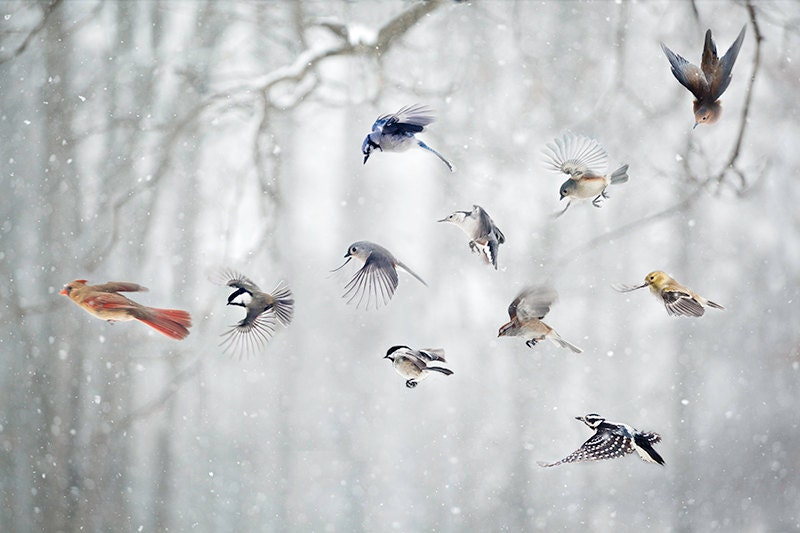 Birds photograph: A Cardinal leads the usual suspects through the forest on their daily romp.
