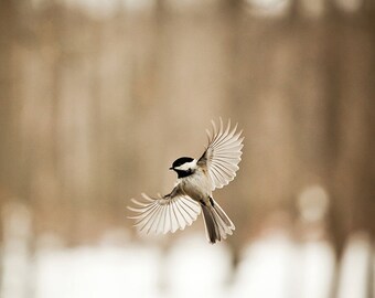 Bird photography:The Art of Staying Aloft No. 5 Chickadee (Poecile atricapillus)