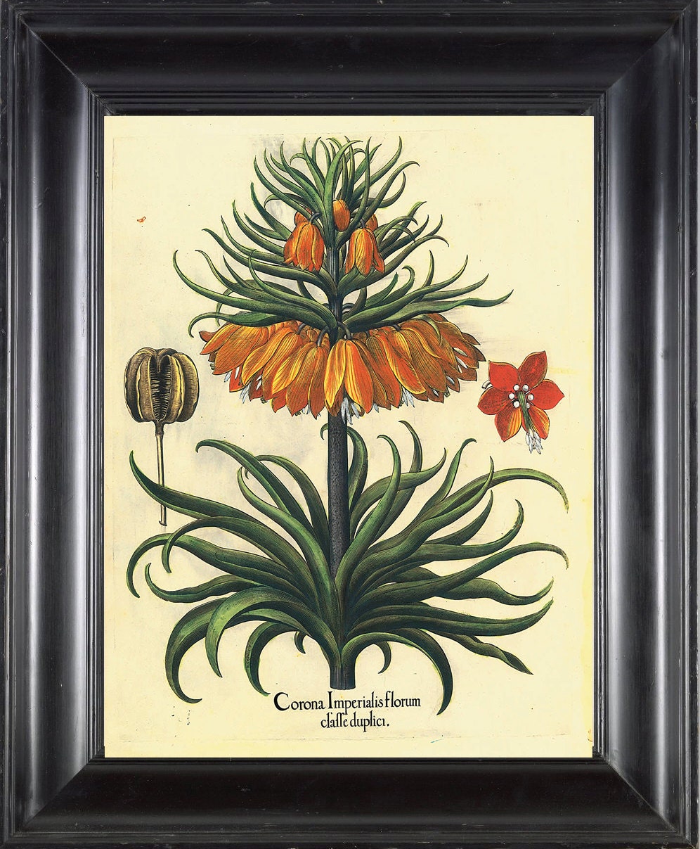 BOTANICAL PRINT Besler 8x10 Botanical Art Print 15 Beautiful Large Yellow Flower Seed Chart with Antique Writing Spring Garden Wall Decor