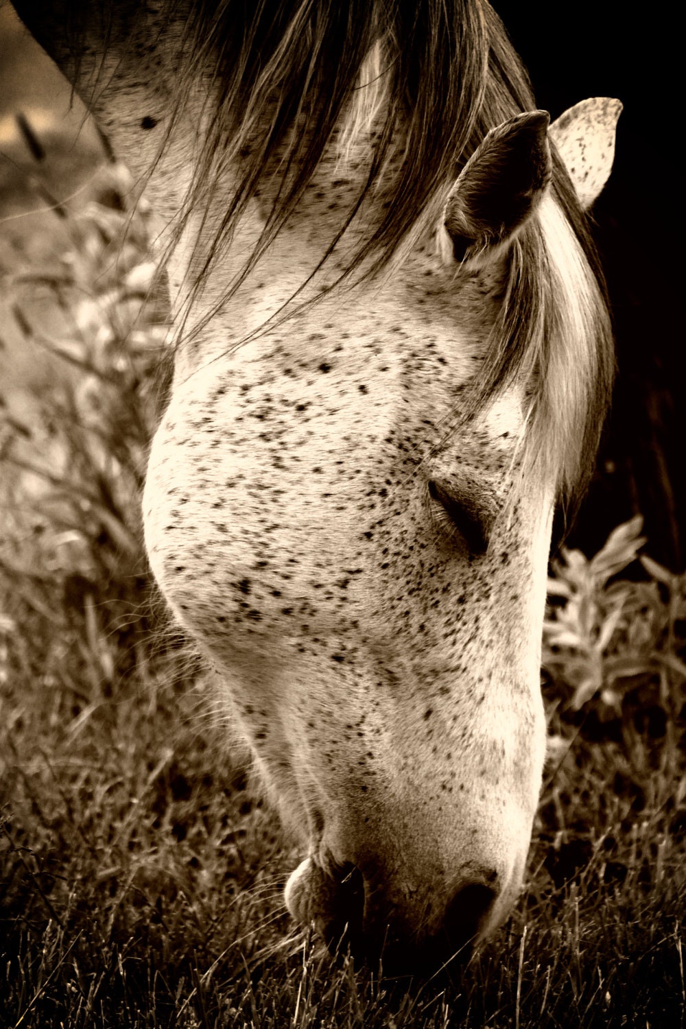 Peaceful Pony Portrait - 12x18 Fine Art Photograph