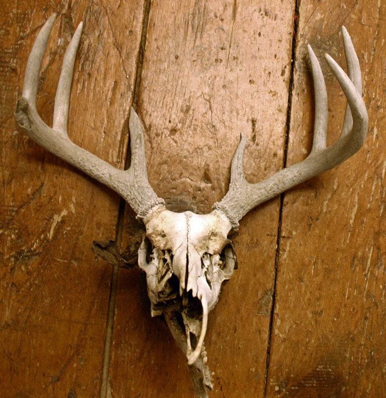Mummified Deer Skull