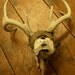 Mummified Deer Skull