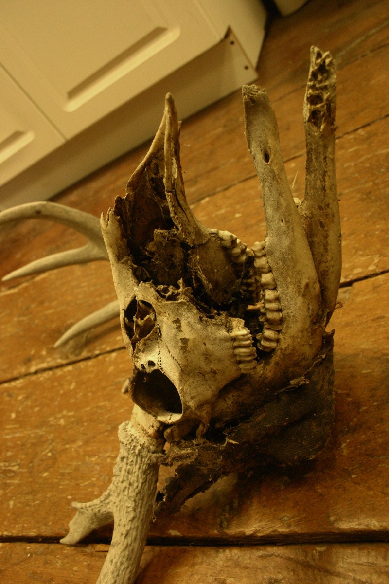 Mummified Deer Skull