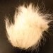 Sheep Scrotum
