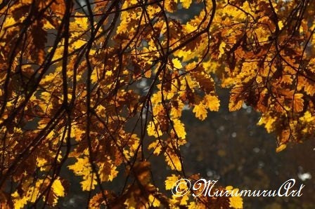 Autumn Oak Tree Branch, Golden Nature, Fine Art Photography, 12 x 7.88"