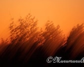 Copper Forest 1., Sunset Photo, Living Trees, Fine Art Photography, 12x7.88"