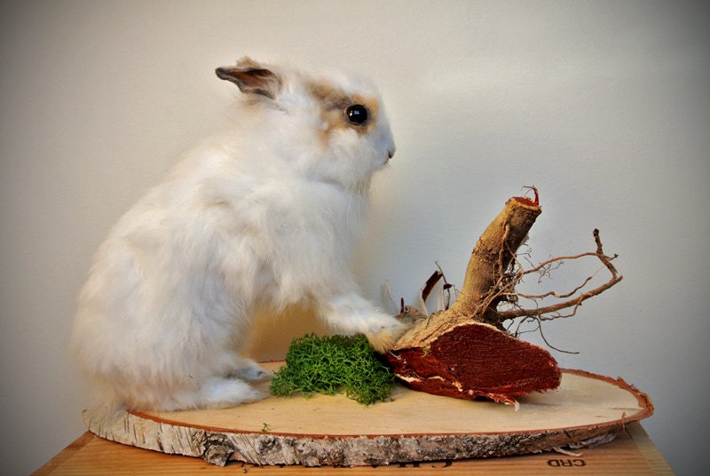 Little Taxidermy Bunny Rabbit On Wooden Scenery Base featured image