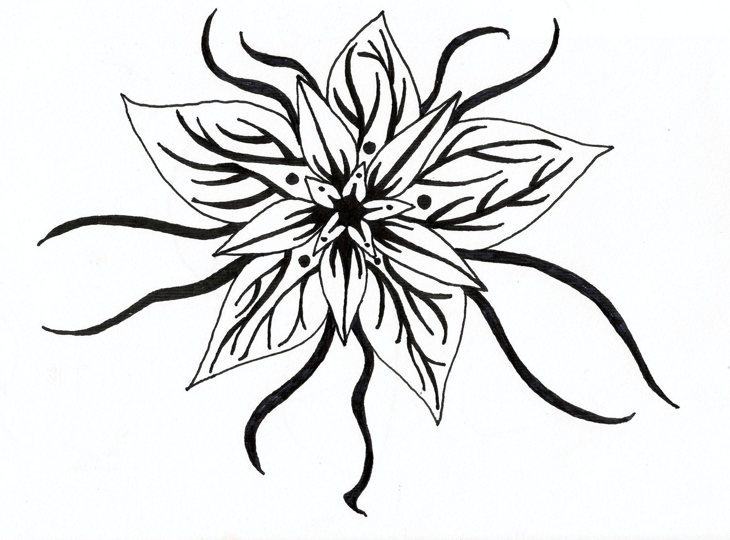 Black and White Art Pen and Ink Flower Star Illustration Signed 5 x 7 Print Home Decor Design Drawing