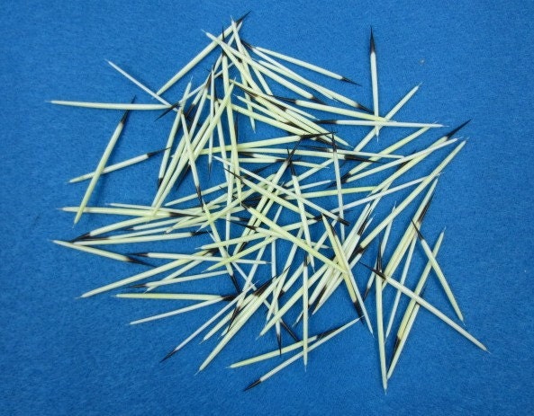 American Porcupine Quills - Quantity 100