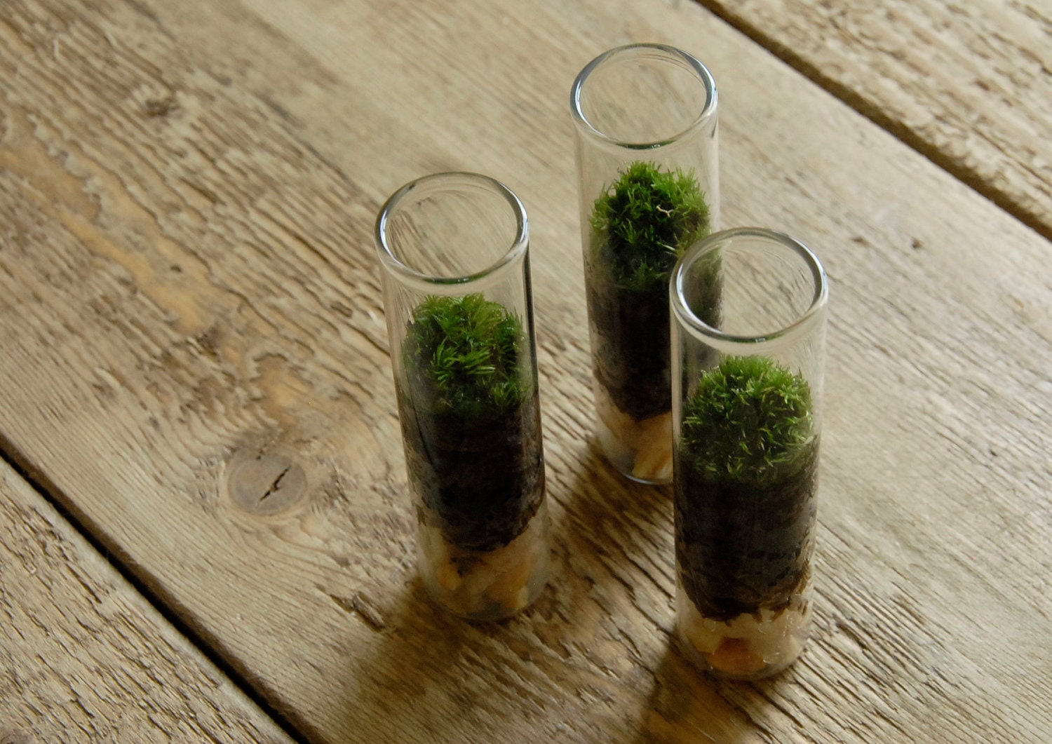 Home Decor & Office Decor // Moss Terrarium - Gift for Boyfriend - Science - Wedding Favors