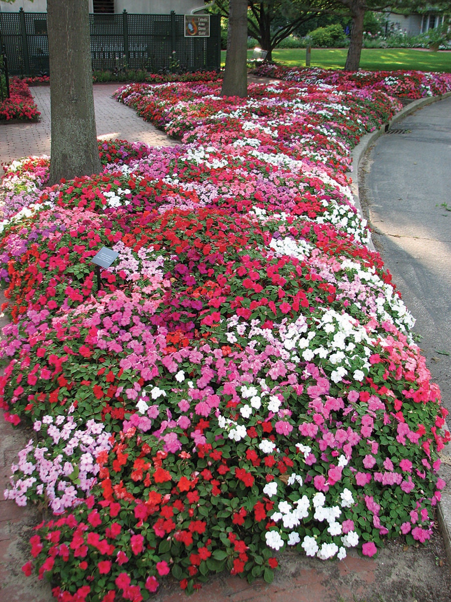 Impatiens Camellia Mix, 50 Flower Seeds, Attract Butterfies