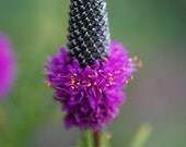Unique Purple Prairie Clover, Perennial Flower Seeds, Attract Butterflies