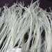 White Ostrich Feather Fringe for craft fascinator hairpiece hat / 1 YARD