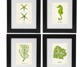 FREE SHIPPING - Chic Chartreuse Sea Theme Art Print Set Of Four From Vintage Science Illustrations: Starfish, Coral, Seahorse, Sea Algae