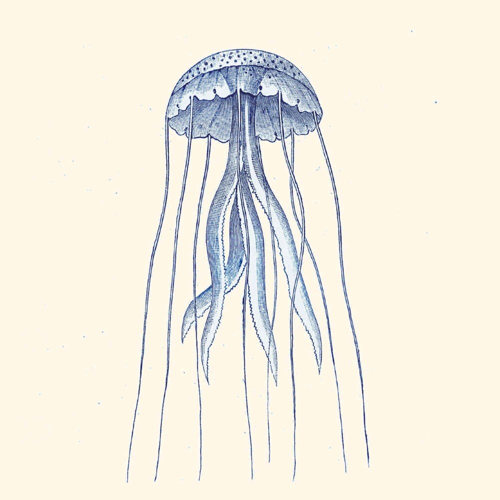 Jellyfish Print Chrysaora  Natural History Vintage Illustration - TheCuratorsPrints