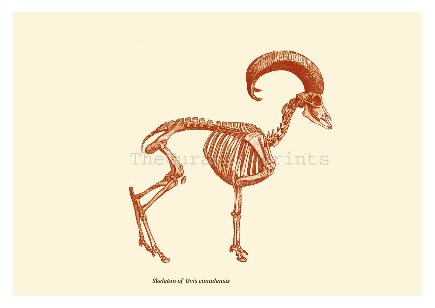 Skeleton Print Bighorn Sheep Vintage Illustration