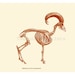 Skeleton Print Bighorn Sheep Vintage Illustration