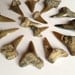 Fossil shark teeth, Quaternary, Australian sharks, jewellery supplies or fossil collection