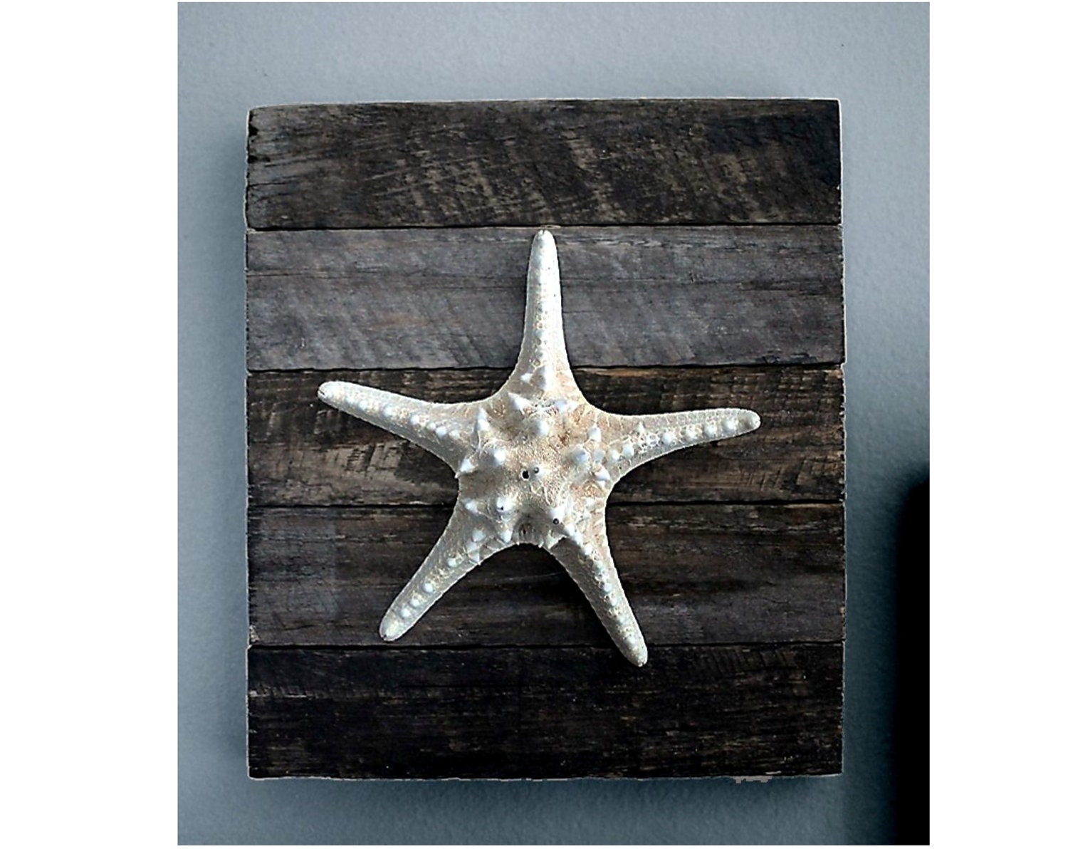 Beach Decor on Driftwood Panel for Coastal Decor. Knobby Starfish