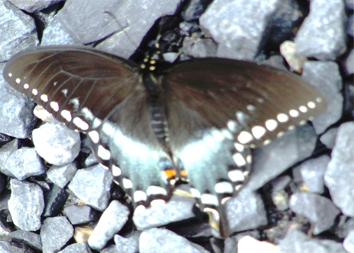 BUTTERFLY PORTRAIT- 5x7 Photo Print