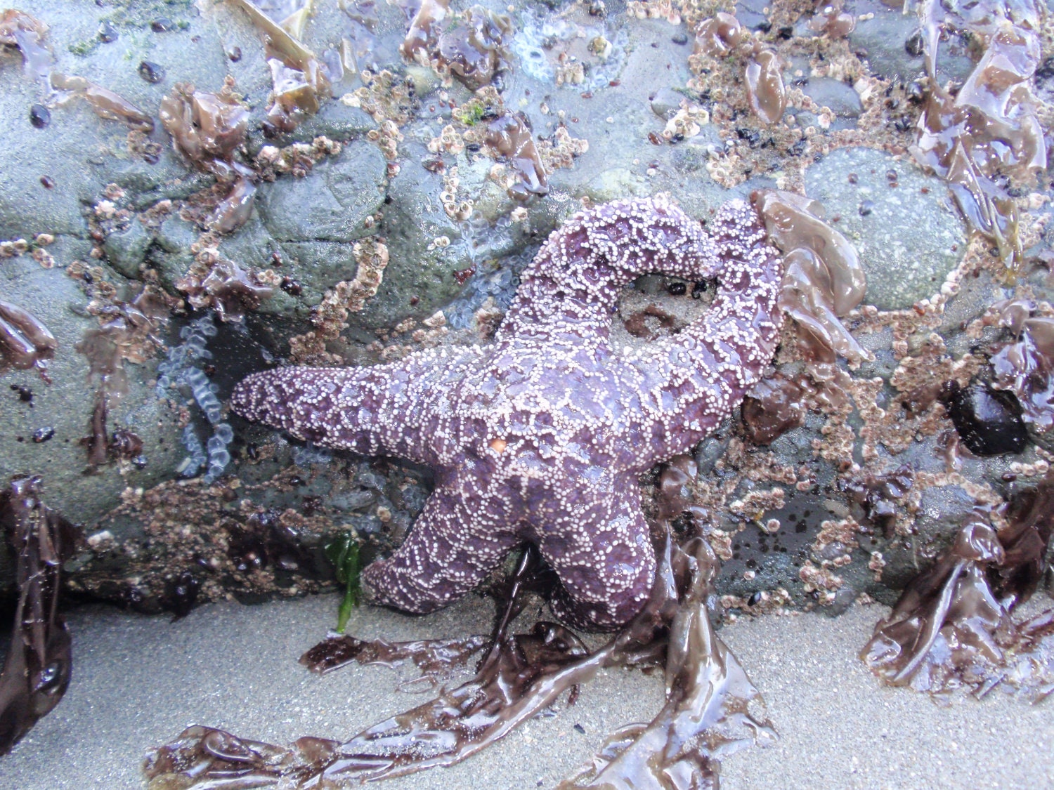 Olympic National Park Photo -  Purple Starfish in the Pacific Northwest Photo (8x10)