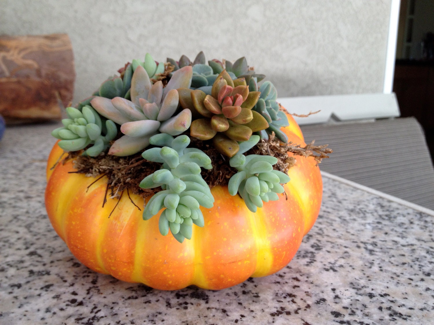 succulents in a pumpkin,  halloween arrangement, fall arrangement, hostess gift, table top - woogiesplace