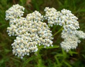Certified Organic Yarrow Leaf and Flower