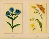 Antique 1894 Wild Flowers of America  Coloured Bookplate Color Book Plate Vintage Print Chromolithograph Lithograph Aster and Mustard