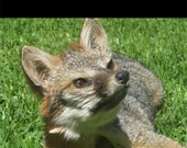 Soft Plush Taxidermy Grey Fox