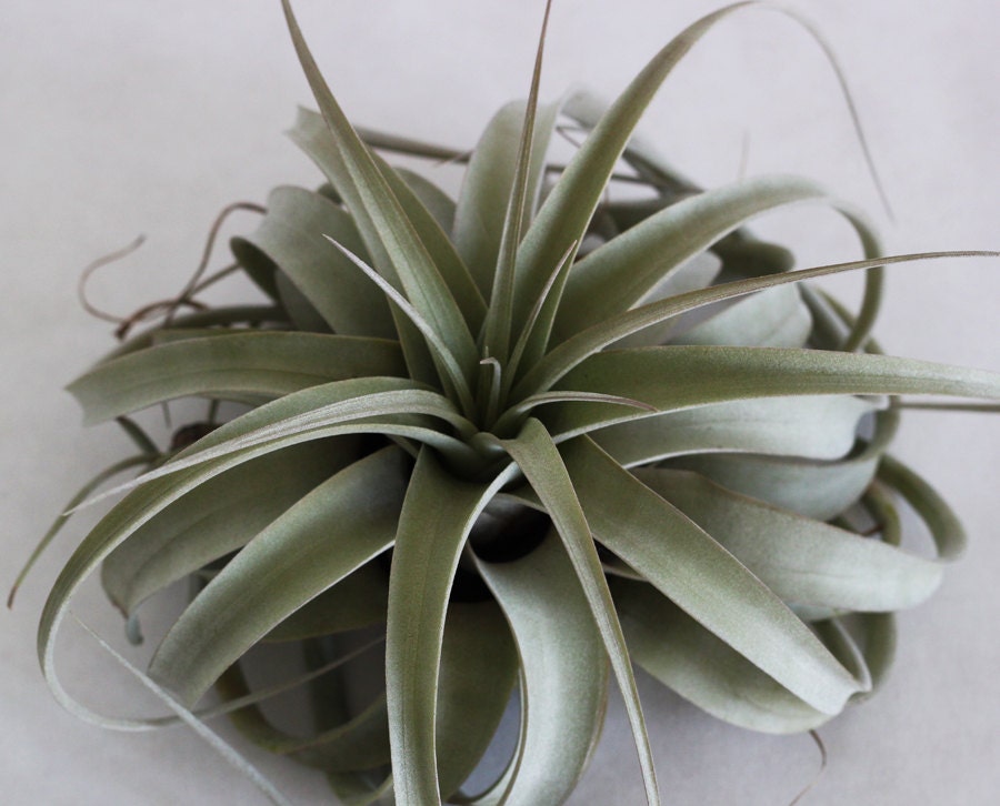Tillandsia Xerographica Air Plant