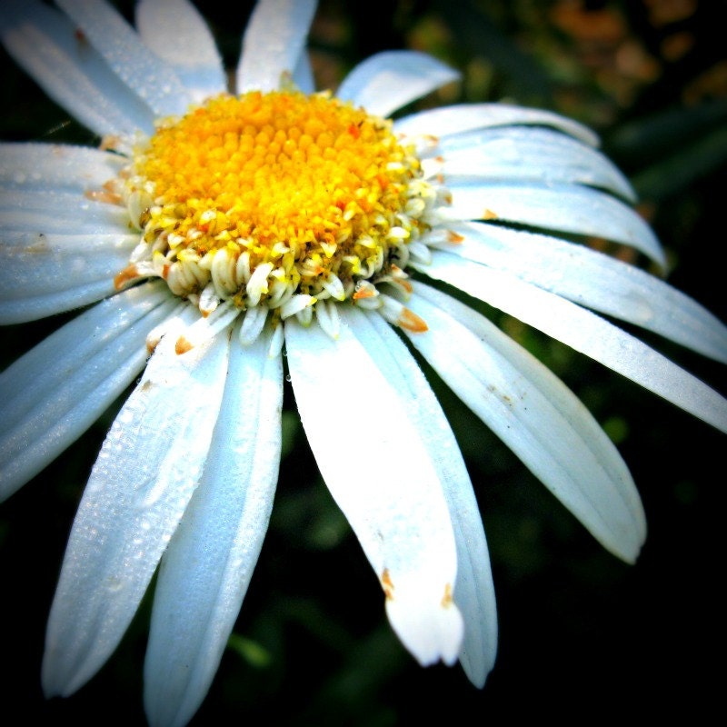 Flower Photograph Daisy 12x12 Square Fine Art Photography white yellow black color nature botanical decor Ikea Ribba