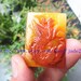 Free Shipping - Natural Yellow jade Phoenix , Hand- carved Natural yellow jadeite jade Phoenix charm jade Pendant