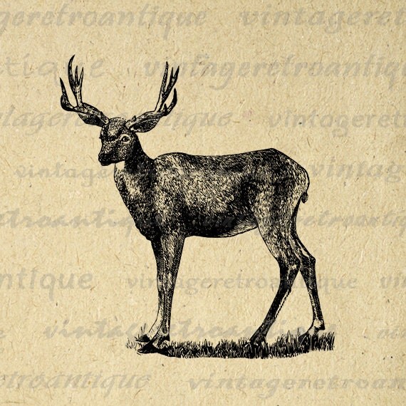 vintage deer clip art - photo #36
