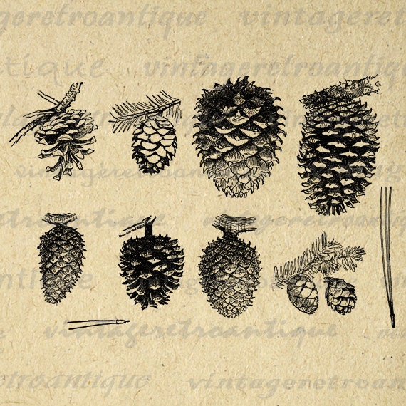 Pinecone Collection Printable Digital Image Pine Cone Graphic Collage Sheet Download Artwork Antique Clip Art HQ 300dpi No.1048