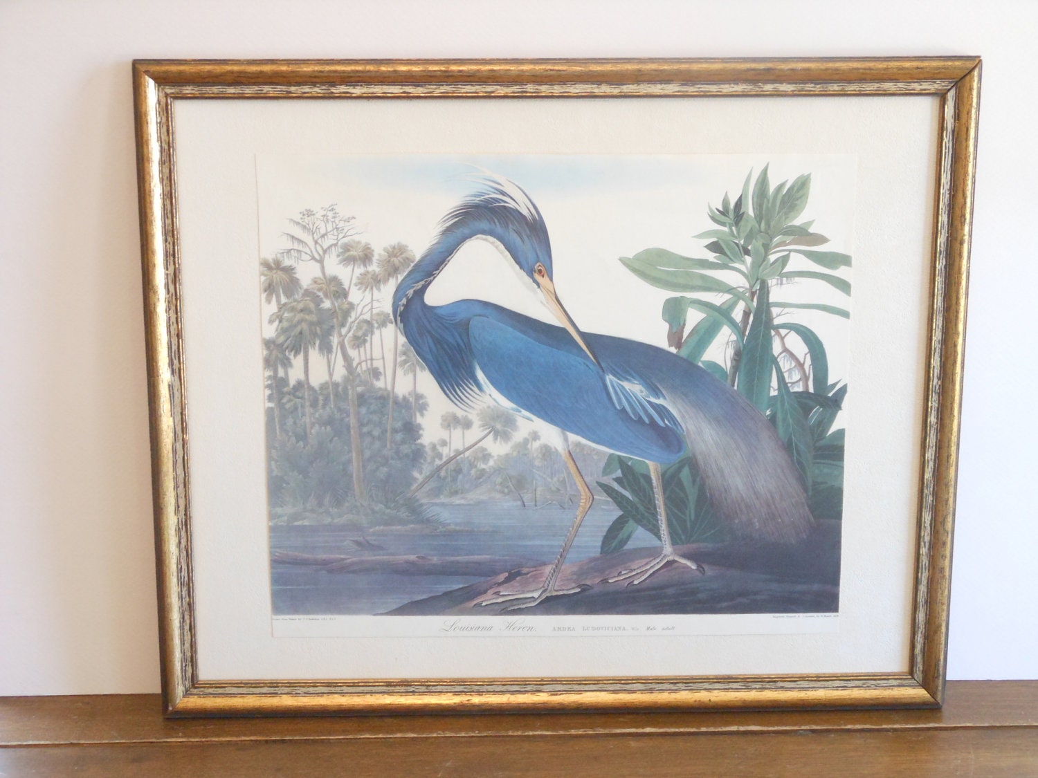 Louisiana Heron Audubon Print in Vintage Frame