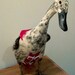Made-to-Order OPEN TAIL Diaper Harness for Pet Ducks, Chickens, & Geese