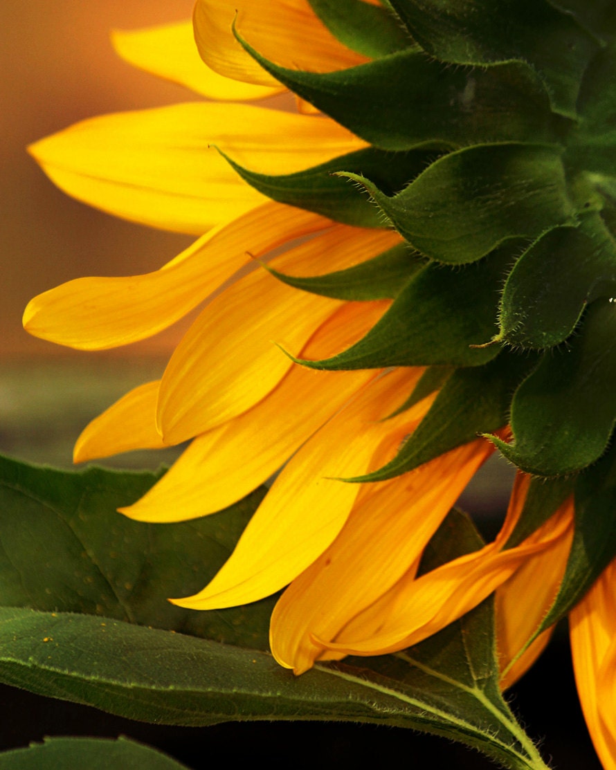 Yellow Sunflower-8x10 fine art print