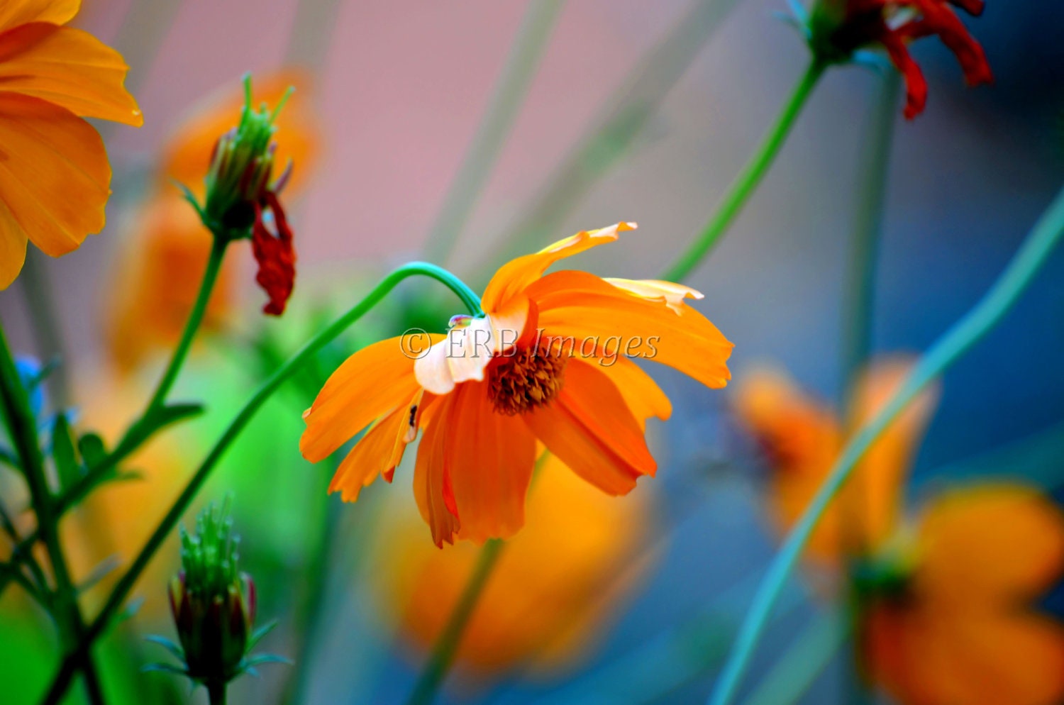 Cosmos 8x10 Art Photograph Summer Garden Flower